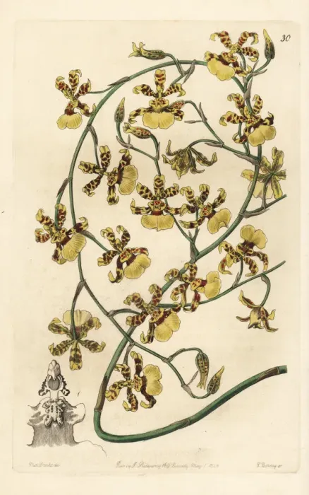 Framed Print : Scorched oncidium orchid, Oncidium sphacelatum Framed Print : Scorched oncidium orchid, Oncidium sphacelatum
