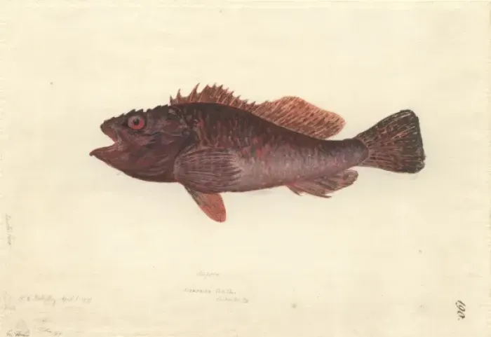 Framed Print : Scorpaena cardinalis, red rockcod Framed Print : Scorpaena cardinalis, red rockcod