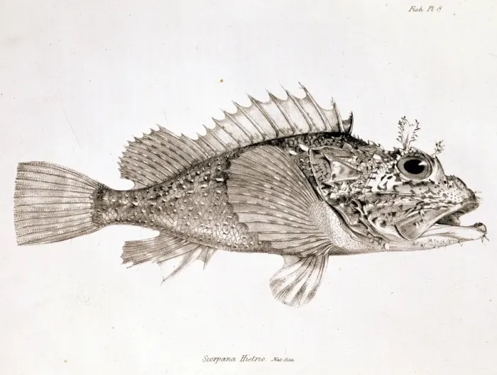 Framed Print : Scorpaena histrio, player scorpionfish Framed Print : Scorpaena histrio, player scorpionfish