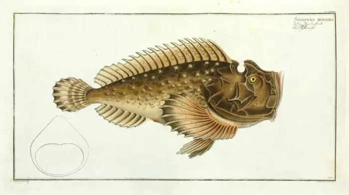 Framed Print : Scorpaena horrida (Synanceia horrida) Framed Print : Scorpaena horrida (Synanceia horrida)