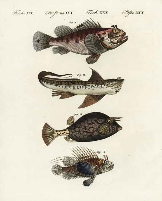 Framed Print : Scorpion fish, rat fish, cowfish and firefish Framed Print : Scorpion fish, rat fish, cowfish and firefish