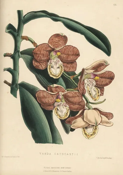 Framed Print : Scorpion orchid, Arachnis cathcartii Framed Print : Scorpion orchid, Arachnis cathcartii