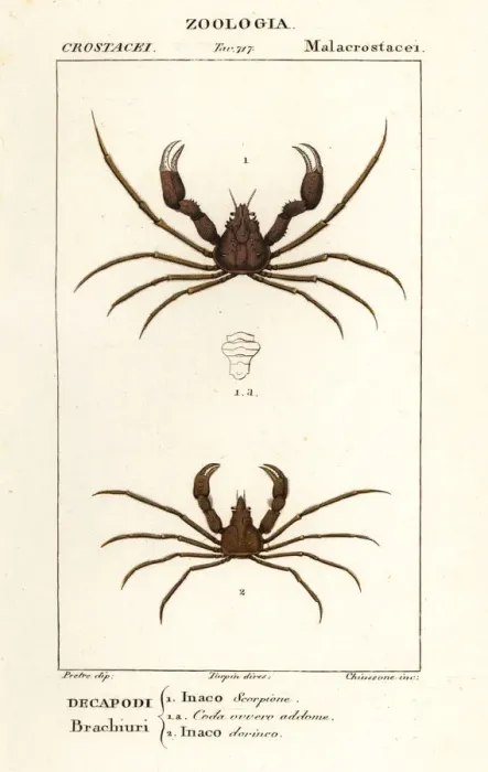 Framed Print : Scorpion spider crab and Leachs spider crab