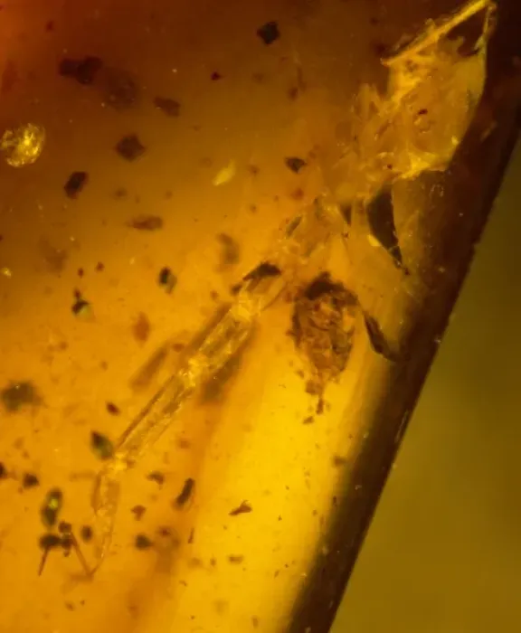 Framed Print : Scorpion tail in Burmese amber Framed Print : Scorpion tail in Burmese amber