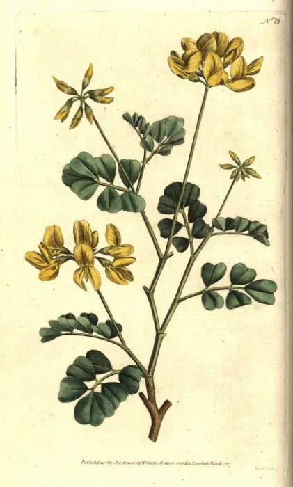 Framed Print : Scorpion vetch, Coronilla valentina subsp. glauca Framed Print : Scorpion vetch, Coronilla valentina subsp. glauca