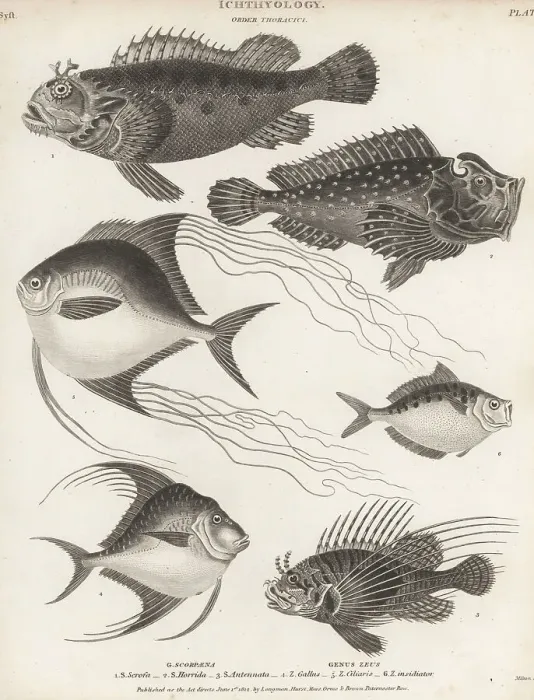 Framed Print : Scorpionfish, lionfish, pompano, etc Framed Print : Scorpionfish, lionfish, pompano, etc