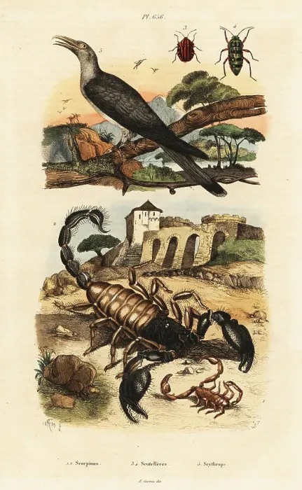 Framed Print : Scorpions and cuckoo Framed Print : Scorpions and cuckoo