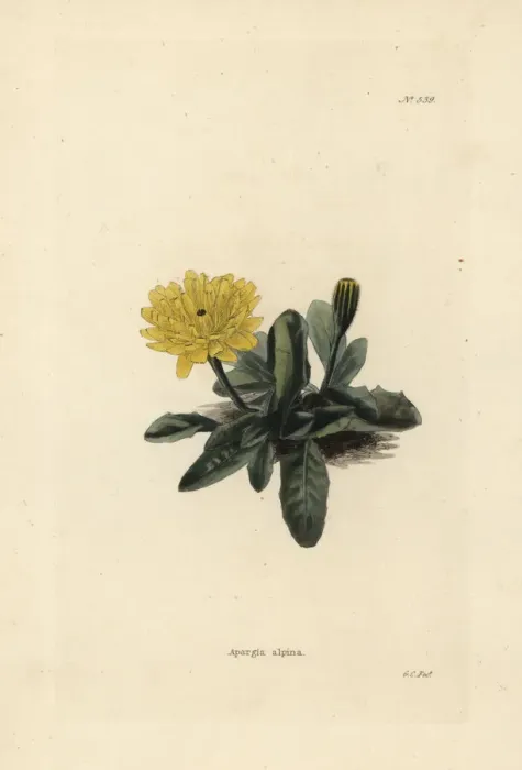 Framed Print : Scorzoneroides pyrenaica Framed Print : Scorzoneroides pyrenaica