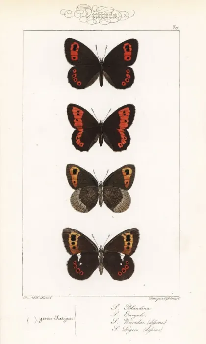Framed Print : Scotch argus, large ringlet, autumn ringlet and Arran brown Framed Print : Scotch argus, large ringlet, autumn ringlet and Arran brown