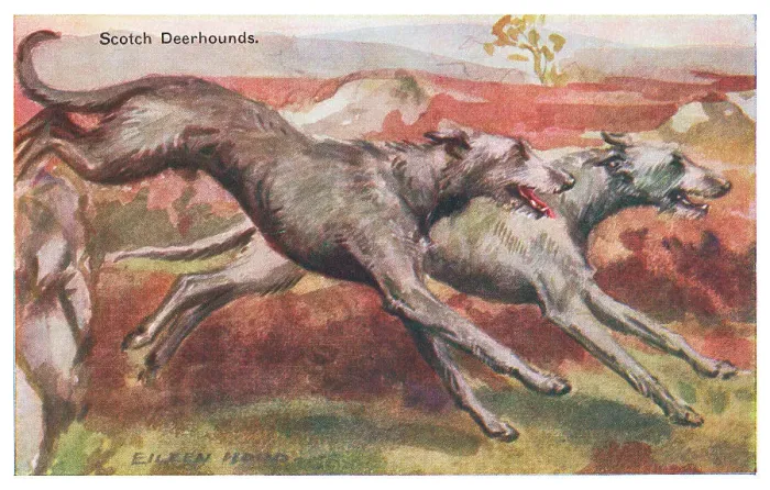 Framed Print : Scotch Deerhounds Framed Print : Scotch Deerhounds