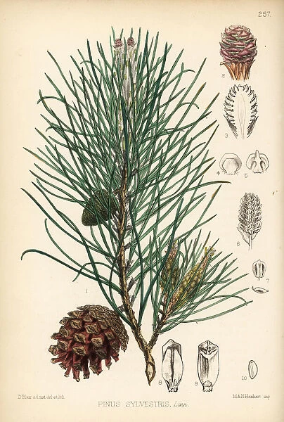 Scotch fir, Pinus sylvestris