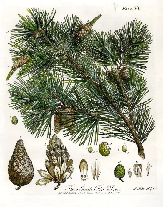 Framed Print : Scotch Fir Tree Framed Print : Scotch Fir Tree
