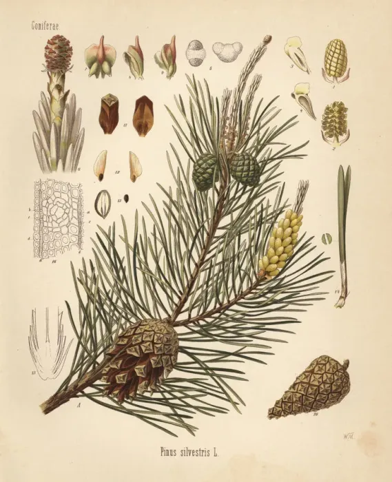 Framed Print : Scotch pine or Scots pine, Pinus sylvestris Framed Print : Scotch pine or Scots pine, Pinus sylvestris