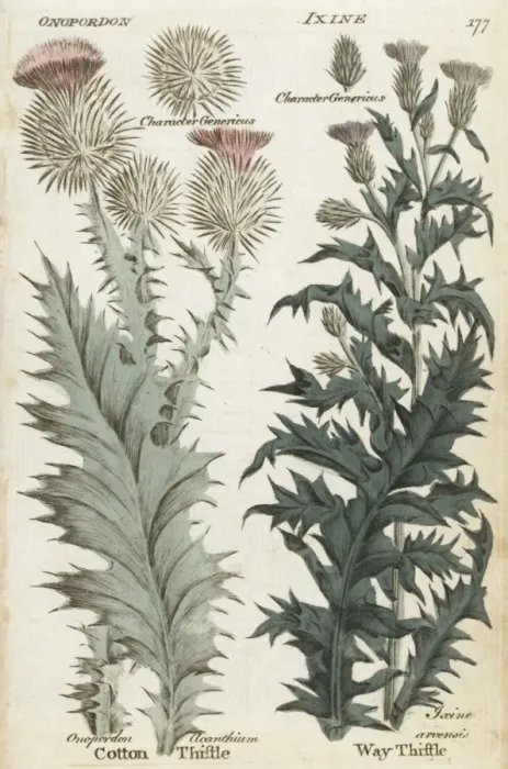 Framed Print : Scotch thistle and way thistle Framed Print : Scotch thistle and way thistle