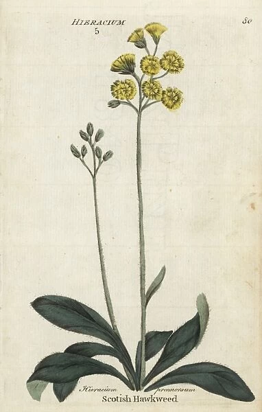 Scotish hawkweed or hawksbeard, Crepis praemorsa
