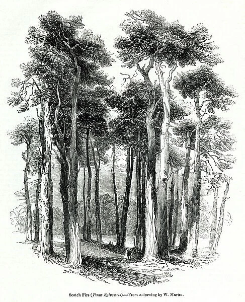 Scots firs, or Scots pines, Pinus sylvestris