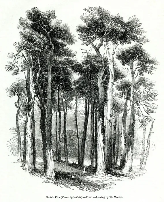 Framed Print : Scots firs, or Scots pines, Pinus sylvestris Framed Print : Scots firs, or Scots pines, Pinus sylvestris