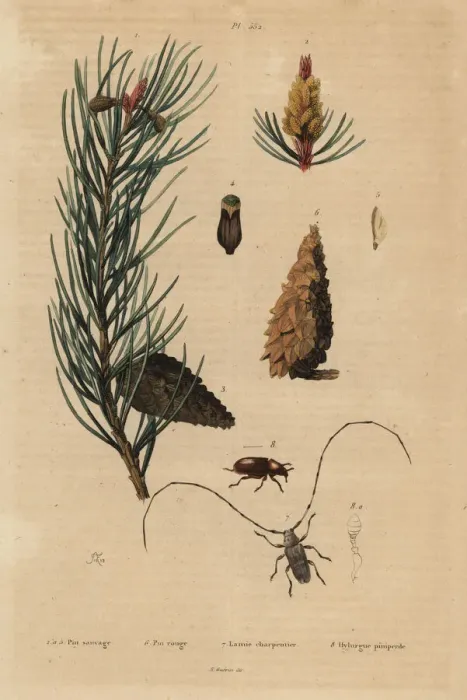 Framed Print : Scots pine and Norway pine Framed Print : Scots pine and Norway pine