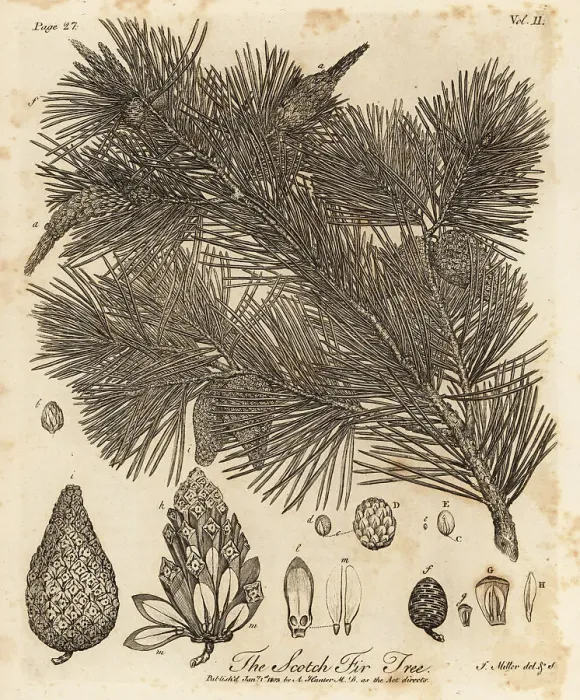 Framed Print : Scots pine tree, Pinus sylvestris Framed Print : Scots pine tree, Pinus sylvestris