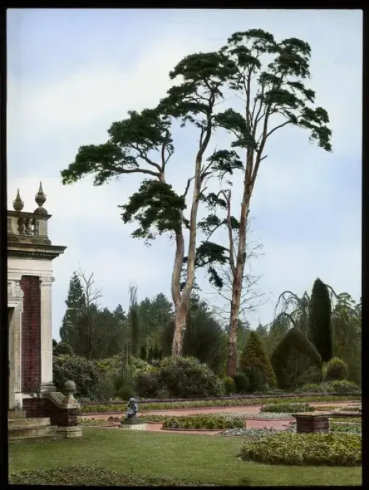Framed Print : Scots Pines at Aldenham House, Hertfordshire Framed Print : Scots Pines at Aldenham House, Hertfordshire