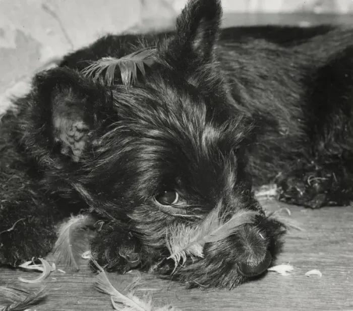 Framed Print : Scots terrier with feathers Framed Print : Scots terrier with feathers