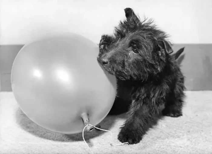 Framed Print : Scots terrier playing with balloon Framed Print : Scots terrier playing with balloon