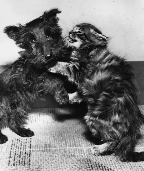 Framed Print : Scots terrier puppy and tabby kitten Framed Print : Scots terrier puppy and tabby kitten