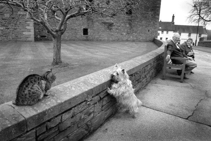 Framed Print : A Scottie dog pulls on its leash to reach a tabby cat Framed Print : A Scottie dog pulls on its leash to reach a tabby cat