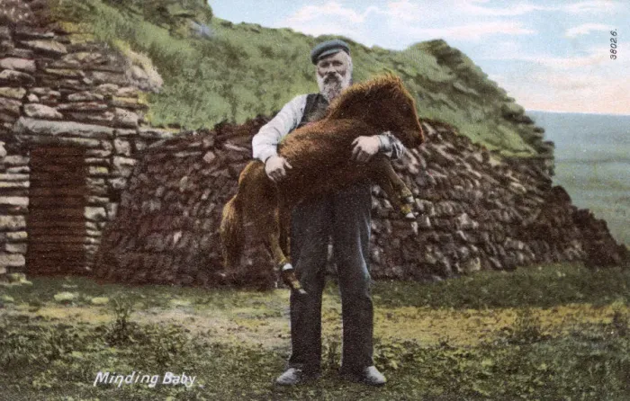 Framed Print : Scottish Crofter and young pony - Shetland Islands, Scotland Framed Print : Scottish Crofter and young pony - Shetland Islands, Scotland
