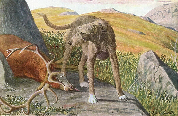 Scottish Deerhound, guarding a dead deer Date: 20th century