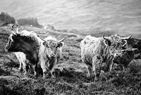Scottish highland cattle, Victorian period