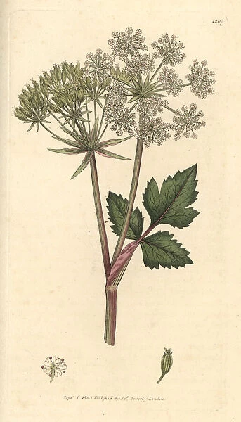 Scottish lovage, Scottish licorice-root, Ligusticum scoticum