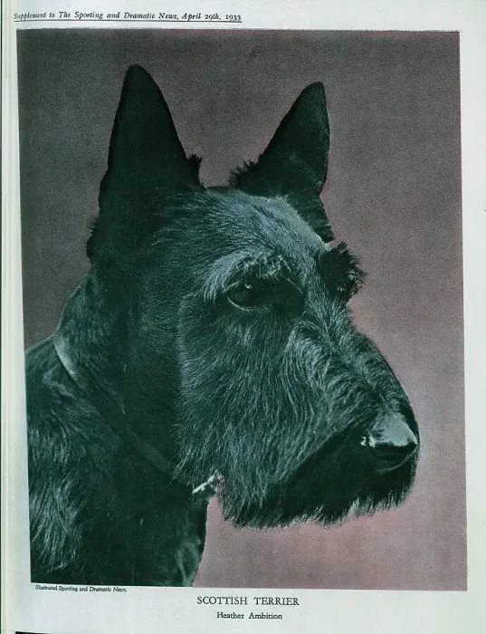 Framed Print : Scottish Terrier Framed Print : Scottish Terrier