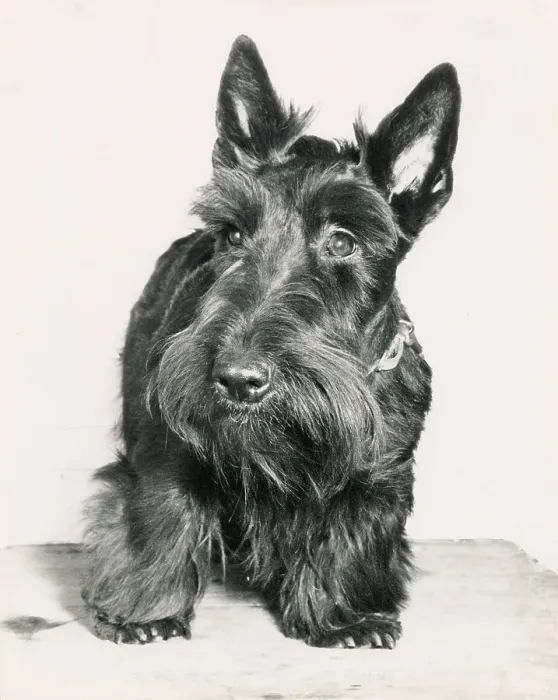 Framed Print : Scottish Terrier Framed Print : Scottish Terrier