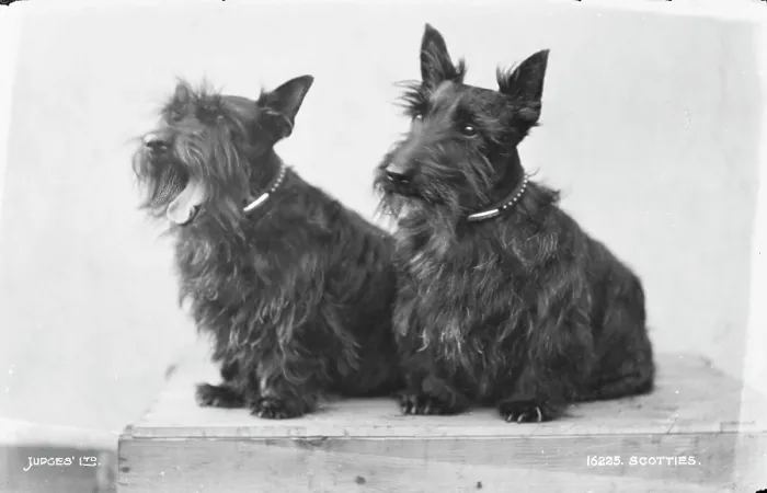 Framed Print : Two Scottish Terriers Framed Print : Two Scottish Terriers