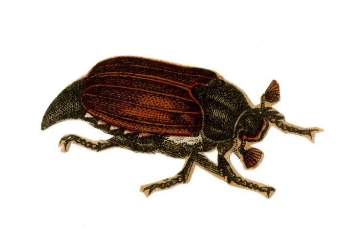 Framed Print : Scrap - decoupage design - Beetle Framed Print : Scrap - decoupage design - Beetle