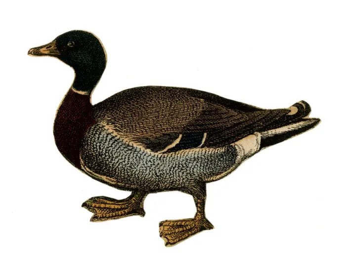 Framed Print : Scrap - decoupage design - Duck Framed Print : Scrap - decoupage design - Duck