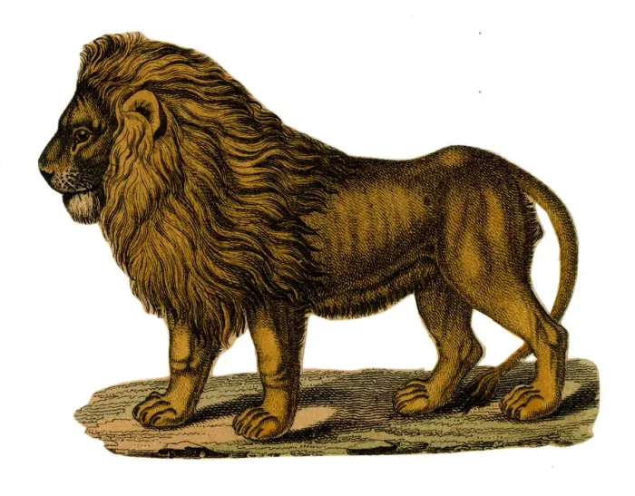 Framed Print : Scrap - decoupage design - Lion Framed Print : Scrap - decoupage design - Lion