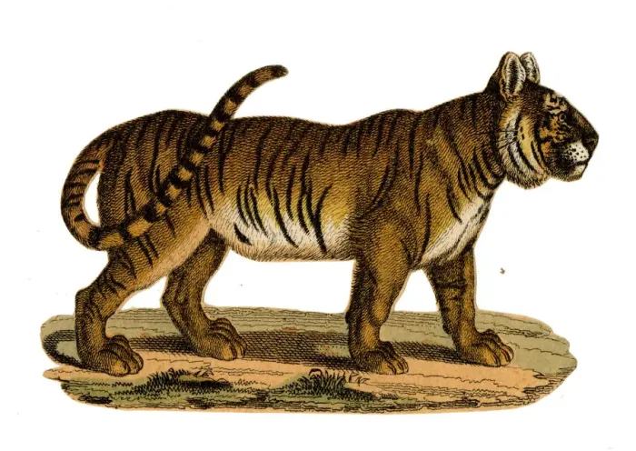 Framed Print : Scrap - decoupage design - Tiger Framed Print : Scrap - decoupage design - Tiger
