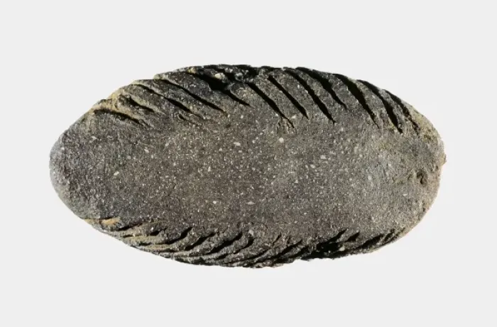 Framed Print : Scraper. Neolithic art. Decorative Arts. SPAIN Framed Print : Scraper. Neolithic art. Decorative Arts. SPAIN