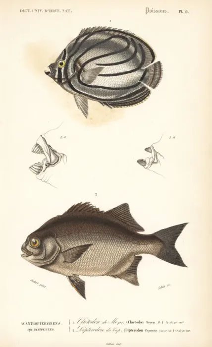 Framed Print : Scrawled butterflyfish and galjoen Framed Print : Scrawled butterflyfish and galjoen