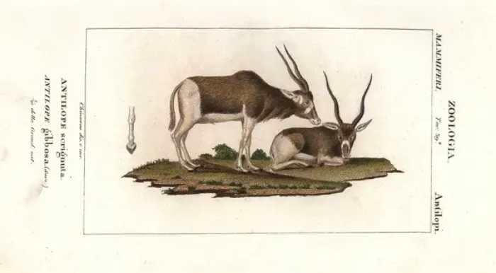Framed Print : Screwhorn antelope, Addax nasomaculatus Critically Framed Print : Screwhorn antelope, Addax nasomaculatus Critically