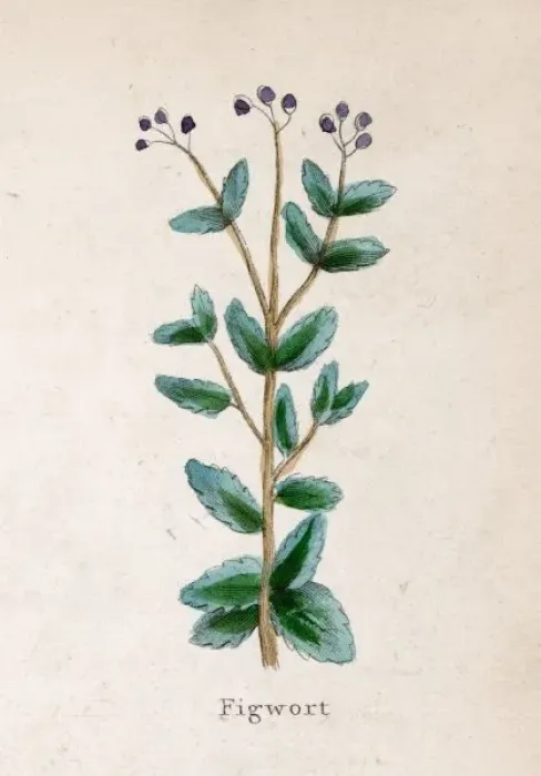 Framed Print : Scrophularia Nodosa Framed Print : Scrophularia Nodosa