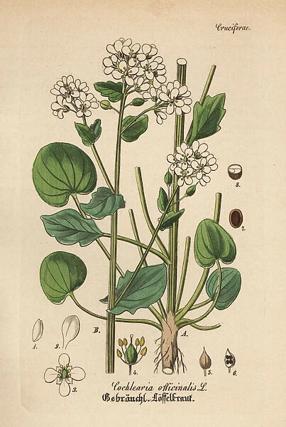 Scurvygrass, Cochlearia officinalis