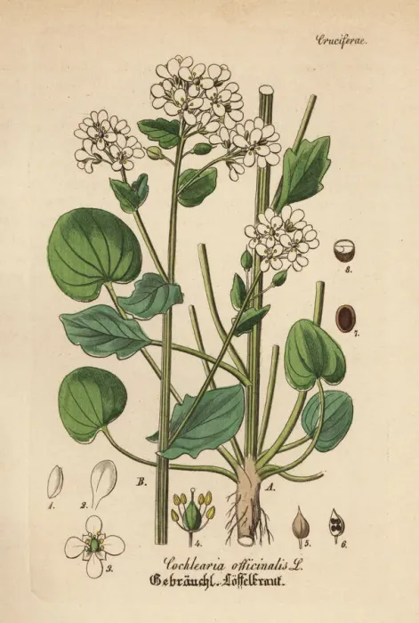 Framed Print : Scurvygrass, Cochlearia officinalis Framed Print : Scurvygrass, Cochlearia officinalis