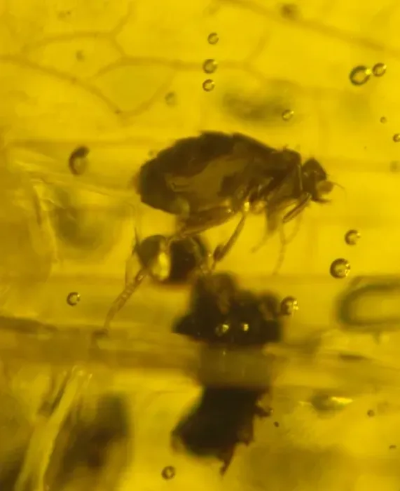 Framed Print : Scuttle fly in amber Framed Print : Scuttle fly in amber
