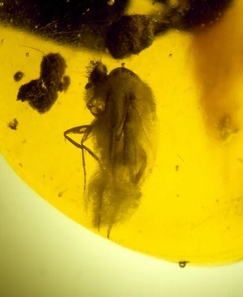 Scuttle fly in Dominican amber