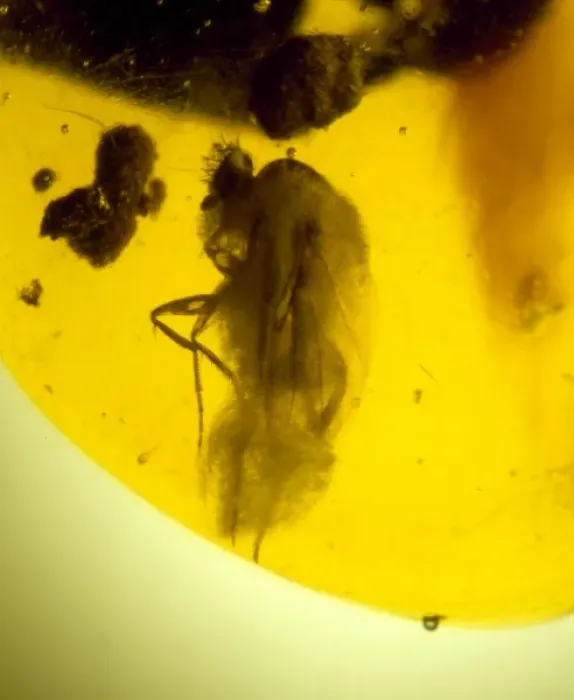 Framed Print : Scuttle fly in Dominican amber Framed Print : Scuttle fly in Dominican amber