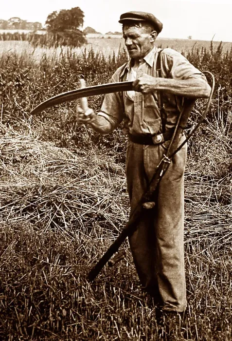 Framed Print : Scything Date: early 1900s Framed Print : Scything Date: early 1900s