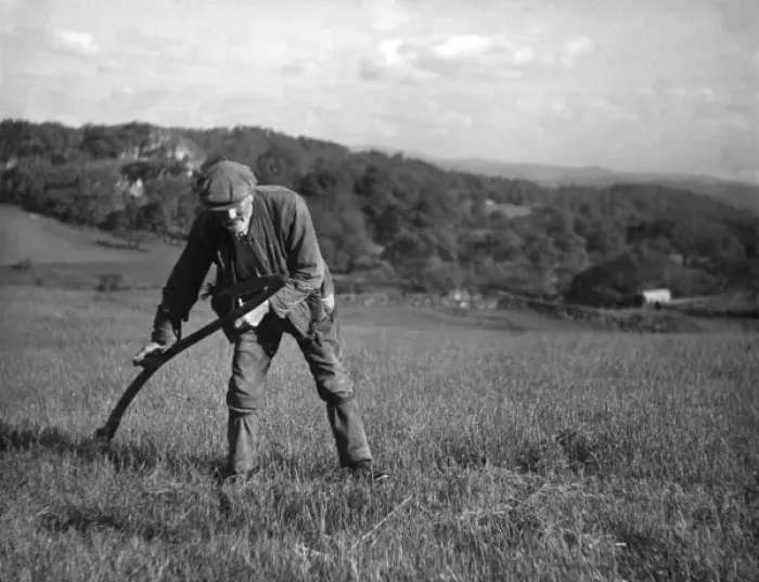 Framed Print : Scything Hay / Wales Framed Print : Scything Hay / Wales
